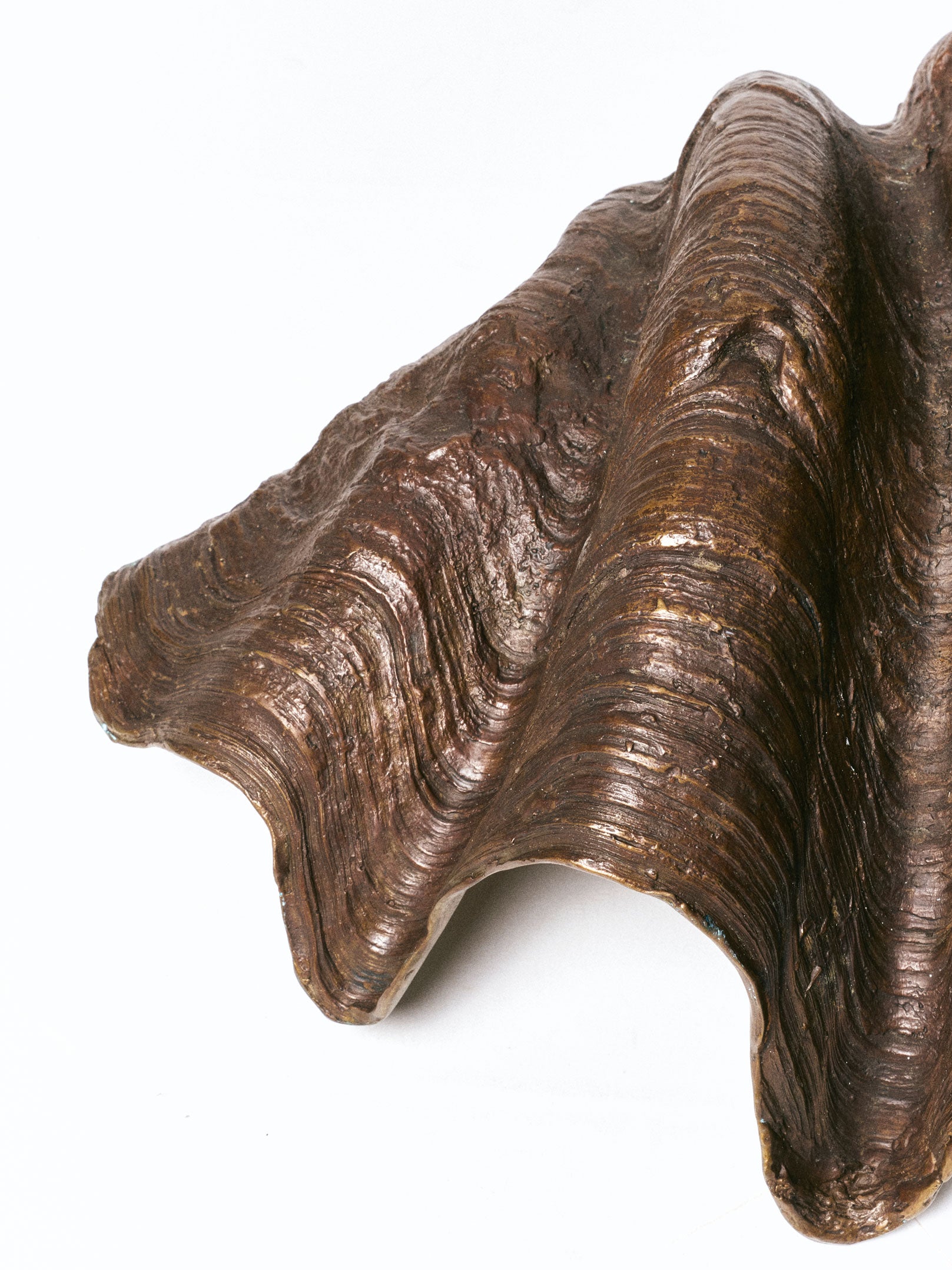 Bronze Shell Scalpture - INN7